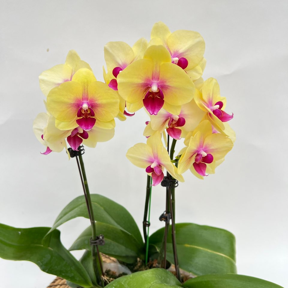 노란 호접란 C급상품 3개발송 난키우기 꽃 서양란 디와이팜 26,700원