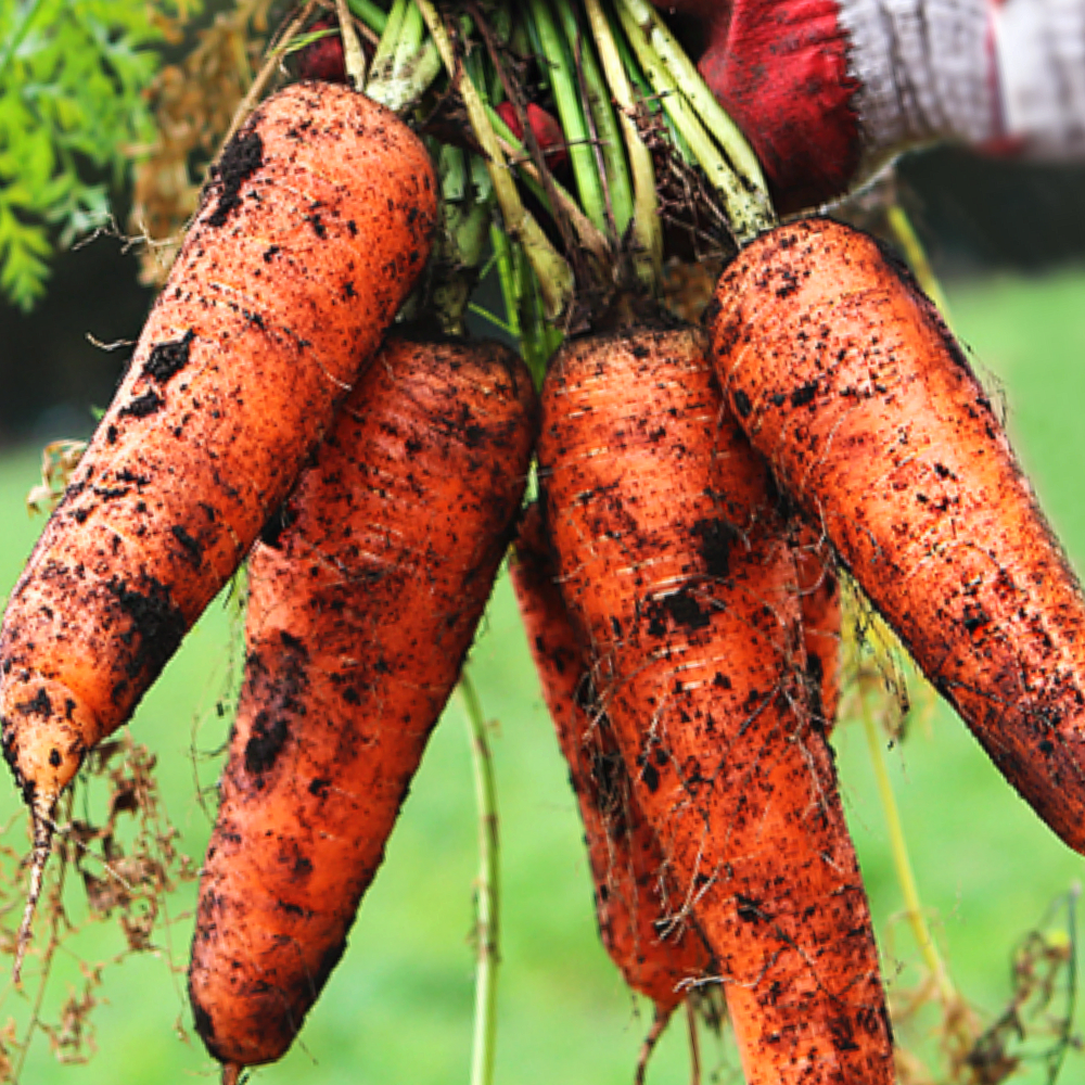 [ 제주 구좌 당근 ] 아삭한 제주 흙당근 사이즈 ( 특 ), 1개, 특 3kg 9,200원
