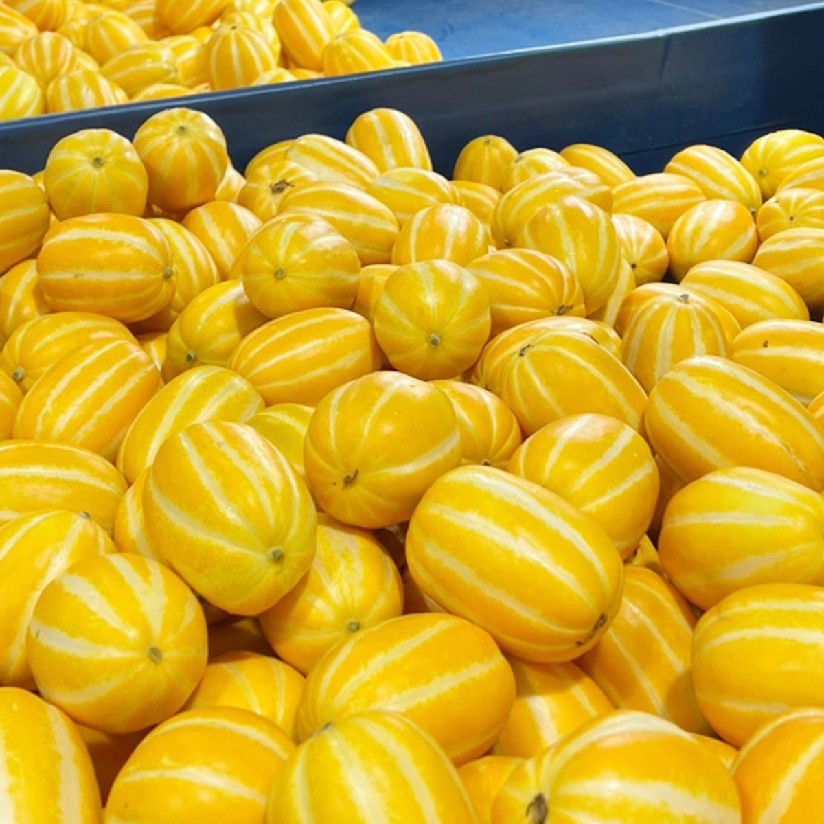 [다정한과일] 최고당도 특품 로얄과 성주 참외, 1박스, 3kg 35,000원