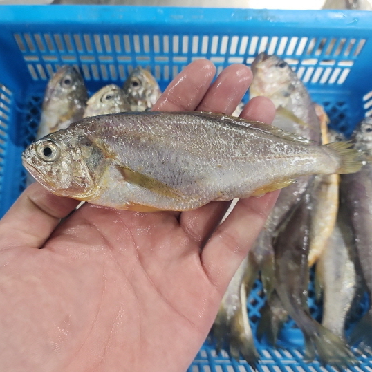 산지직송 국내산 생물 참조기 32,500원