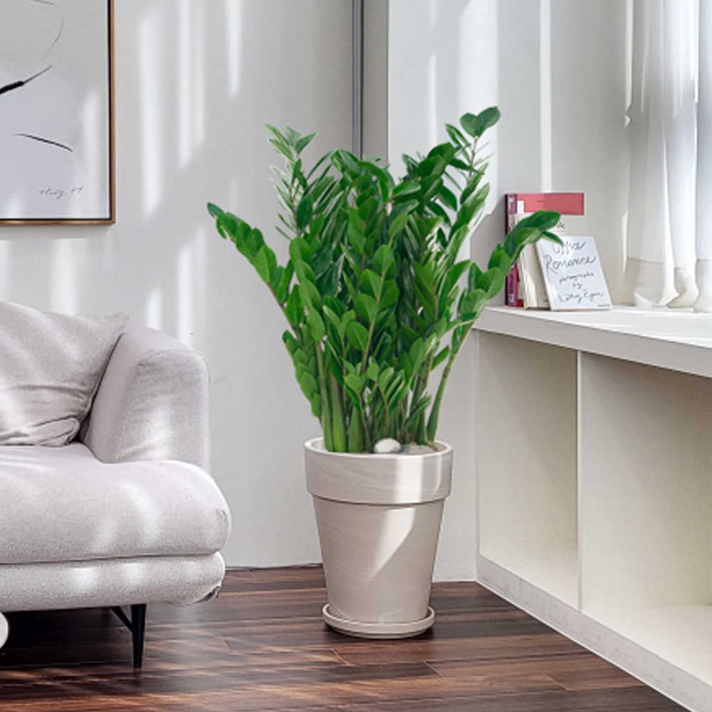 농원청년 크림토분 취임 영전 이직 승진 축하화분 실내 공기정화식물 사무실 카페 매장 공간 인테리어식물 거실화분 집들이 개업식 축하화환 여인초 금전수 뱅갈고무나무 아레카야자 행운목 167,000원