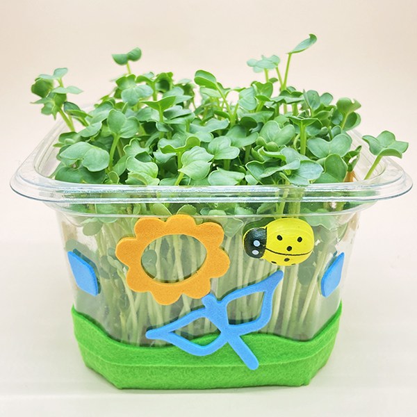 지니아이 새싹키우기 키트 3종 택일 식물키트 관찰학습 과학실험 수경재배식물, 무순 12,000원