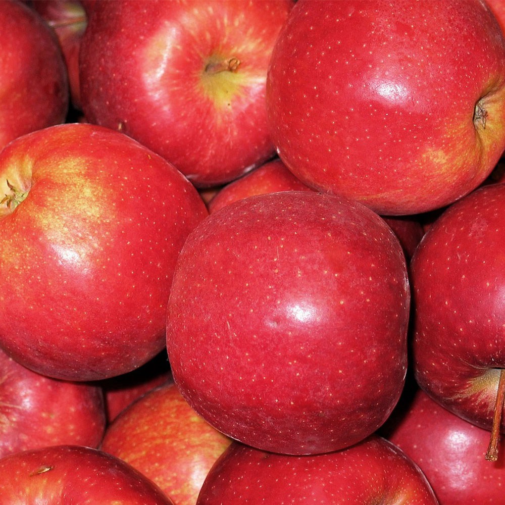 재구매율높은 아삭달콤 고당도 사과 꿀사과 19,990원