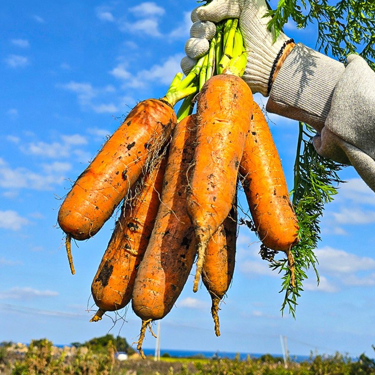 제주 당근 구좌 흙당근 달큰한 햇당근 [우월한농수산], 1박스, 소 10kg 26,900원