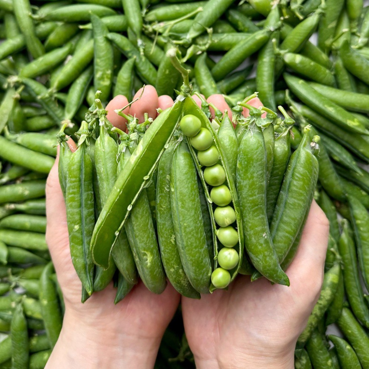 채소다움 26년 햇 국내산 껍질 완두콩, 1kg, 1개 15,500원