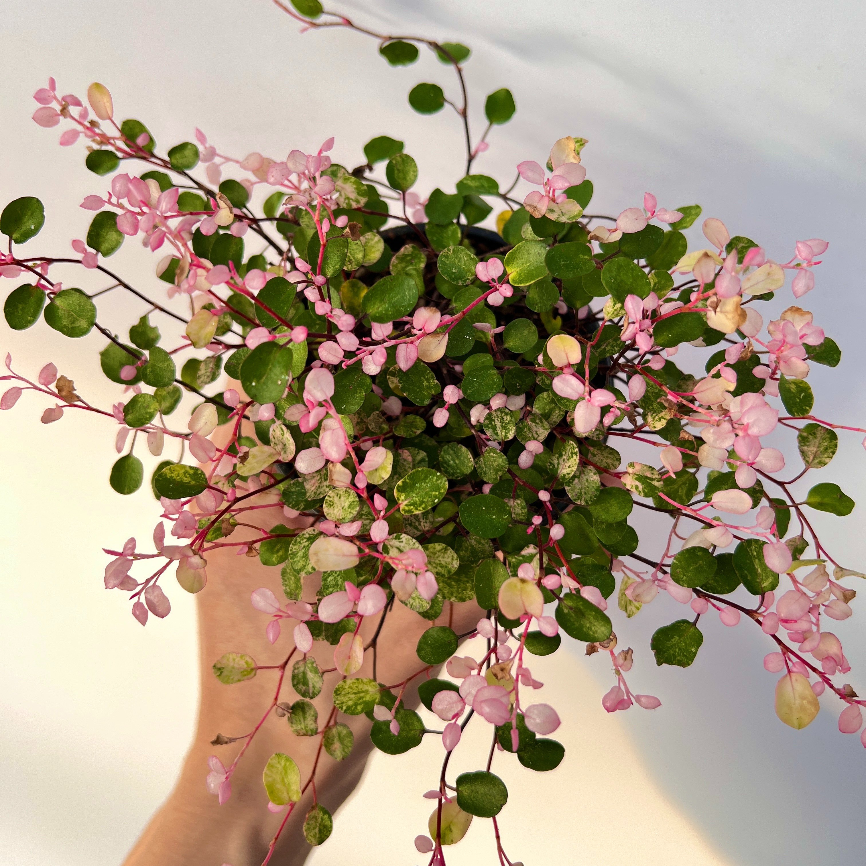 핑크트리안 트리안 행잉식물 수경식물 공기정화식물 8,880원