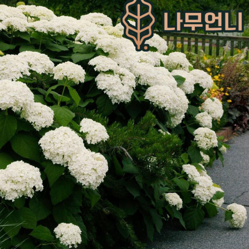 아나벨수국 스트롱아나벨 6치포트 개화주 수국 나무언니 360,000원