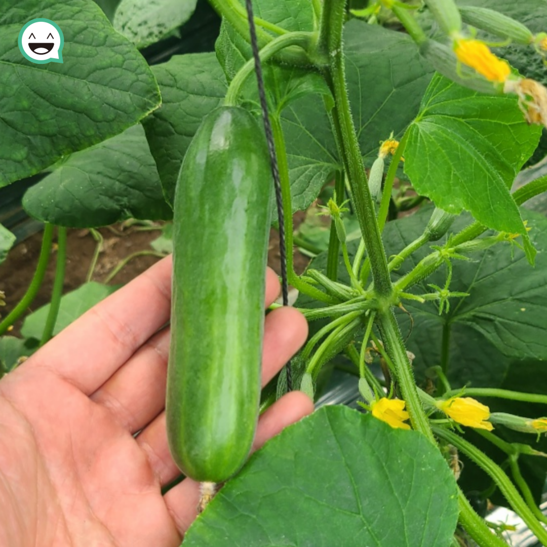 국내산 오이 아삭하고 신선한 채소 수분가득 산지직송, 1박스, 미니오이 3kg 35,700원