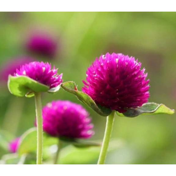 천일홍 진보라색 (퍼플) 씨앗 400립 대포장, 1개 29,400원