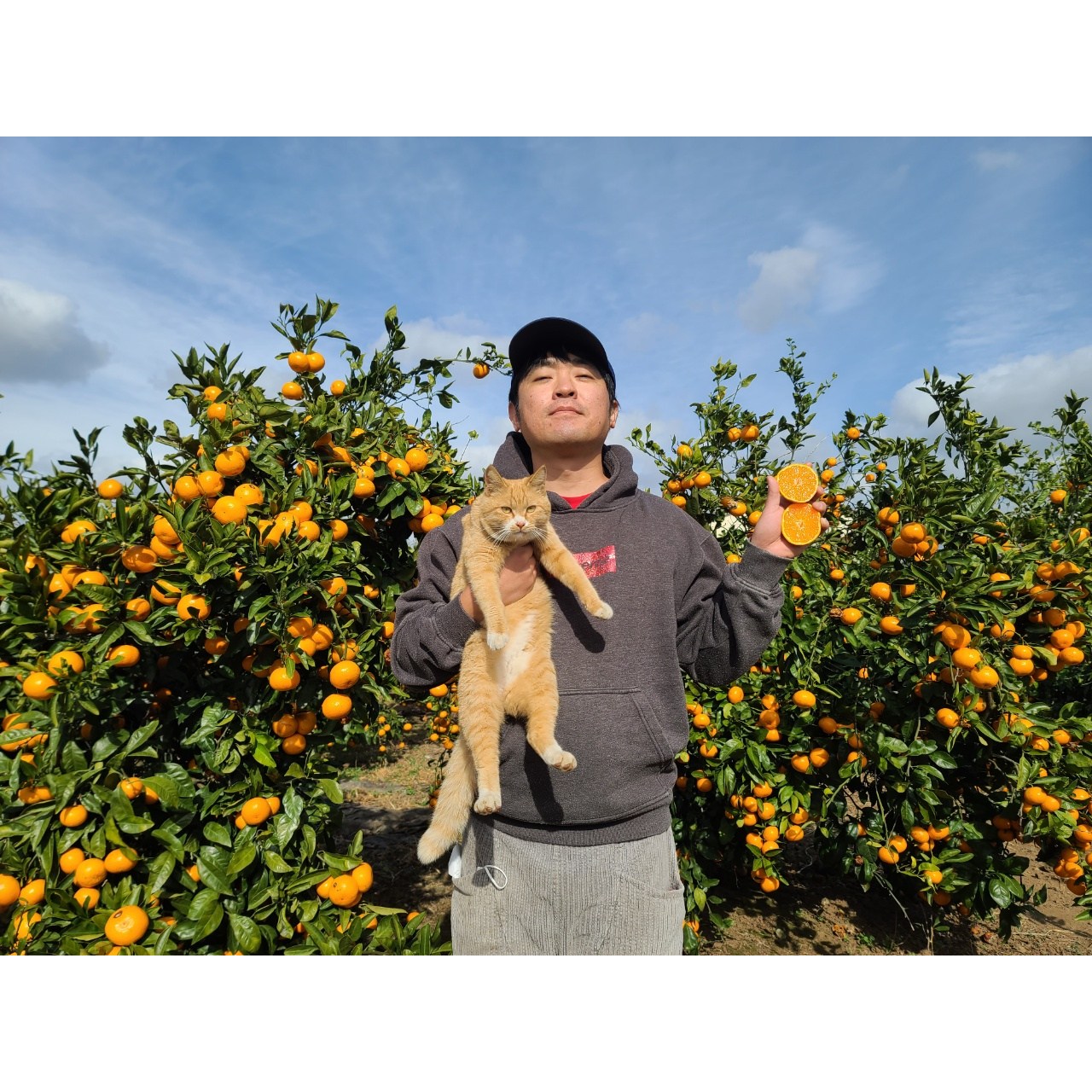 봉범이네귤농장 초고당도 극조생귤 15kg 29,000원