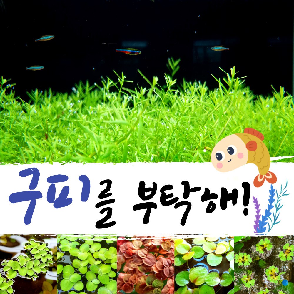[미초] 키우기쉬운 유경+부상수초 초보자 세트 / 구피 수초 / 베타 수초 / 치어 수초 / 새우 수초 / 초보자 수초 12,800원