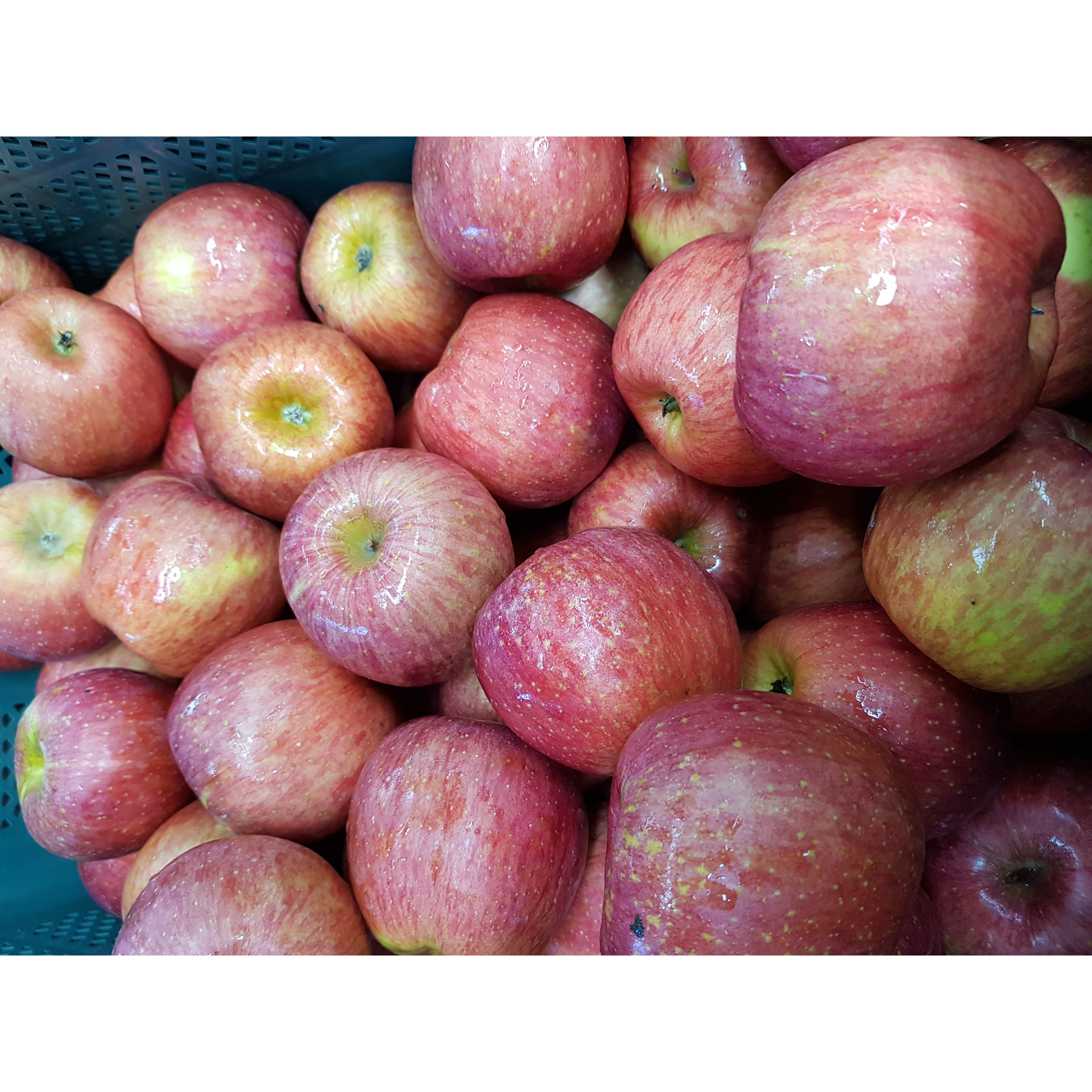 [추가인하-선착순100박스 한정특가!] 국내산 가정용 부사사과 사과 햇사과 못난이사과 가정용 흠과 28,500원