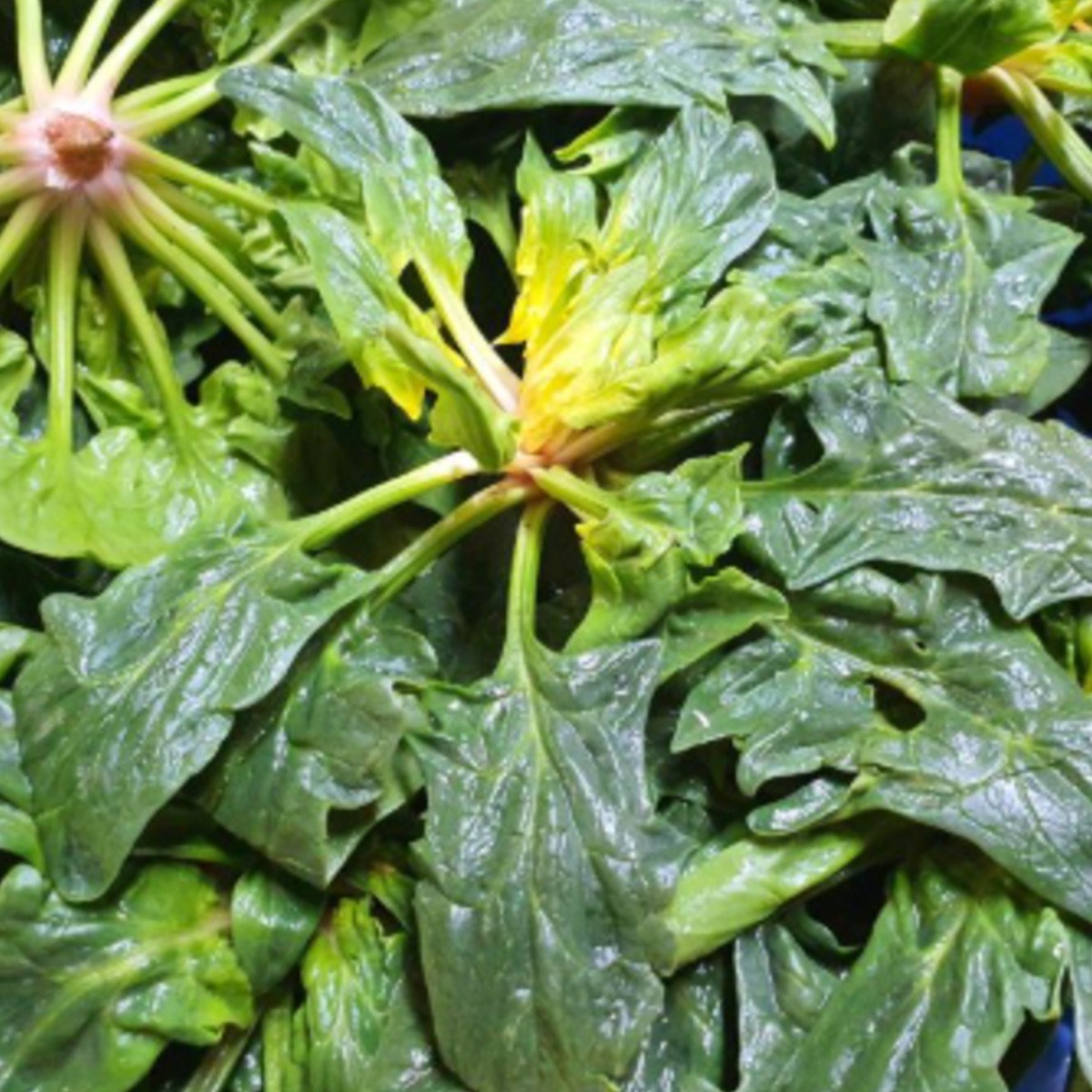 임프레시 여수 산지직송 시금치 19,900원