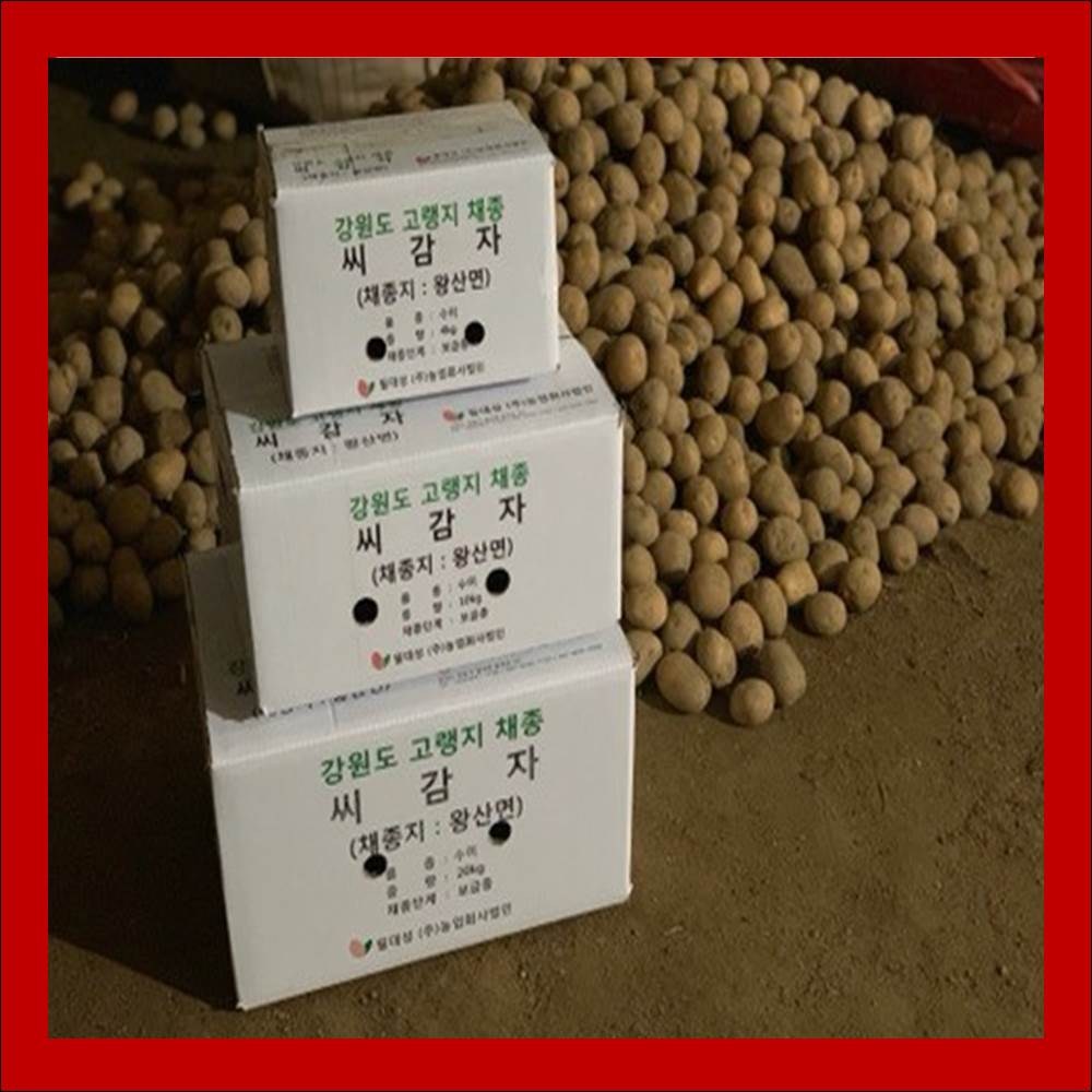 씨감자 (정품) 두백 20kg 보급형 강원도 채종 감자 56,000원