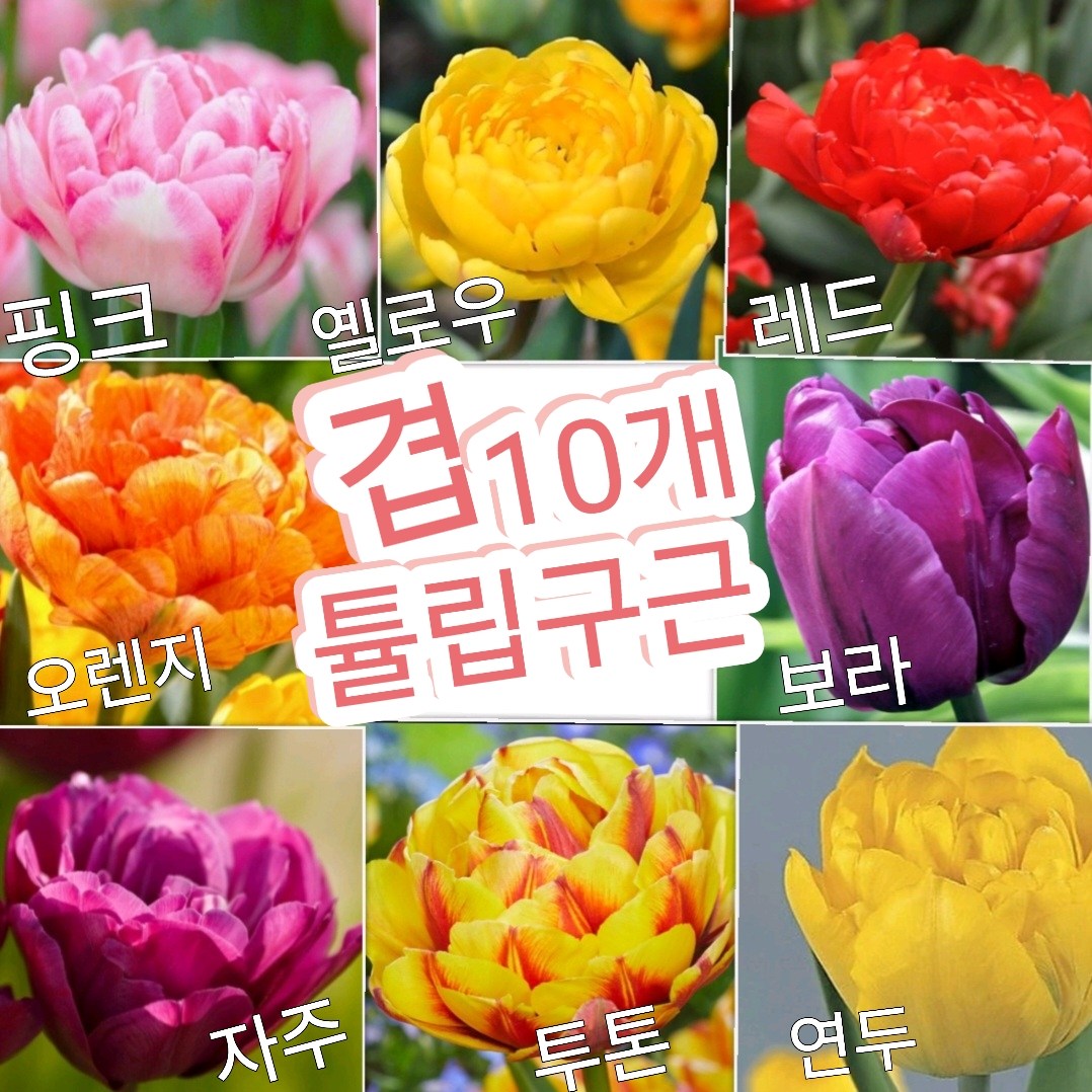 겹 튤립구근 7색10개/프리미엄구근/마지막 반값sale~~^^ 13,900원
