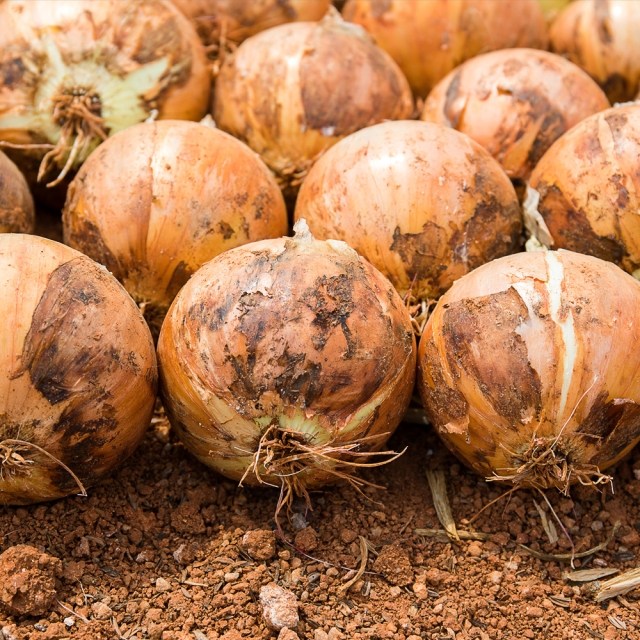 [온새]국내산 무안 양파, 1박스, 대(요리용) 2kg 6,700원