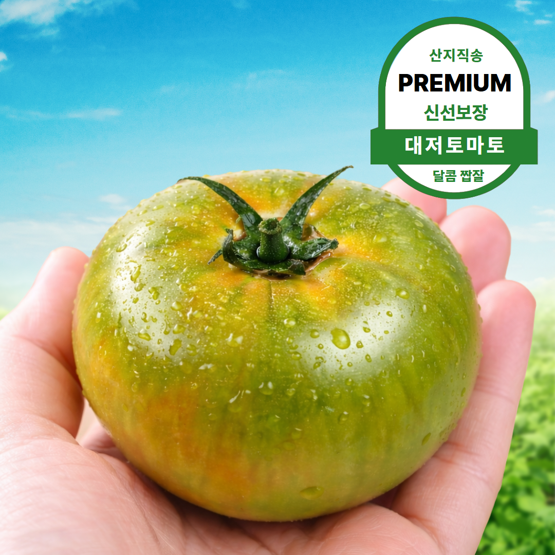 [한정특가] 산지직송 제철 대저토마토 새콤달콤 고당도 짭잘이 당일수확 19,900원