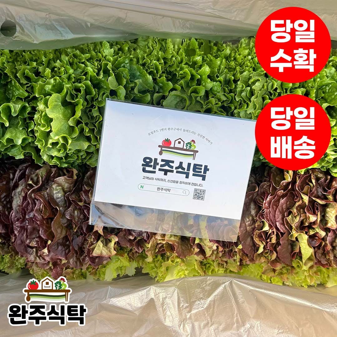 [당일수확] 반반상추 세트 농장직송 완주식탁 적상추 로메인 청상추, 1kg, 1박스 10,900원