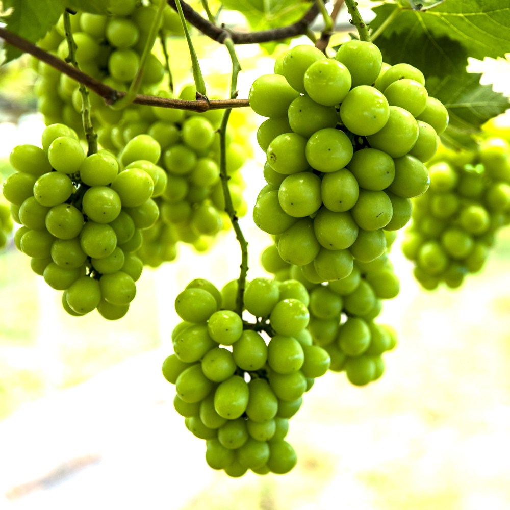 [세레스] 샤인머스캣 결실주 포도나무 청포도나무 묘목 275,000원