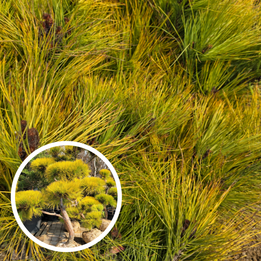 황금 소나무 접목1년생 나무 묘목 조경수 침엽수 사철 상록수 22,700원