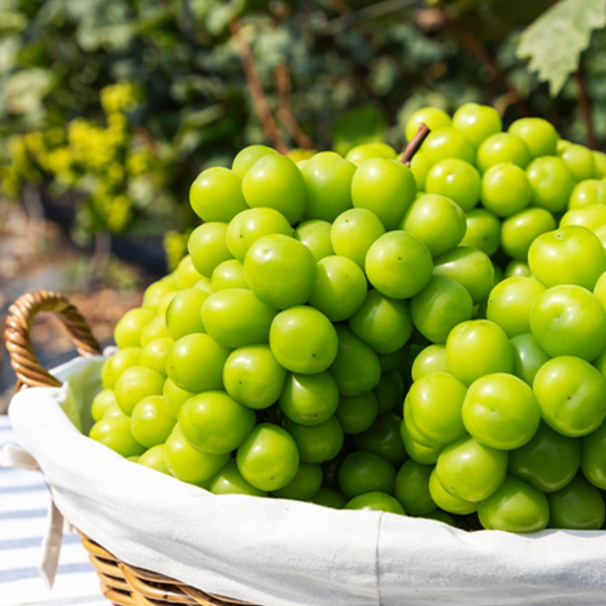 산지직송 당도보장 진한 풍미 가득 특등급 고당도 프리미엄 샤인머스켓 9,900원