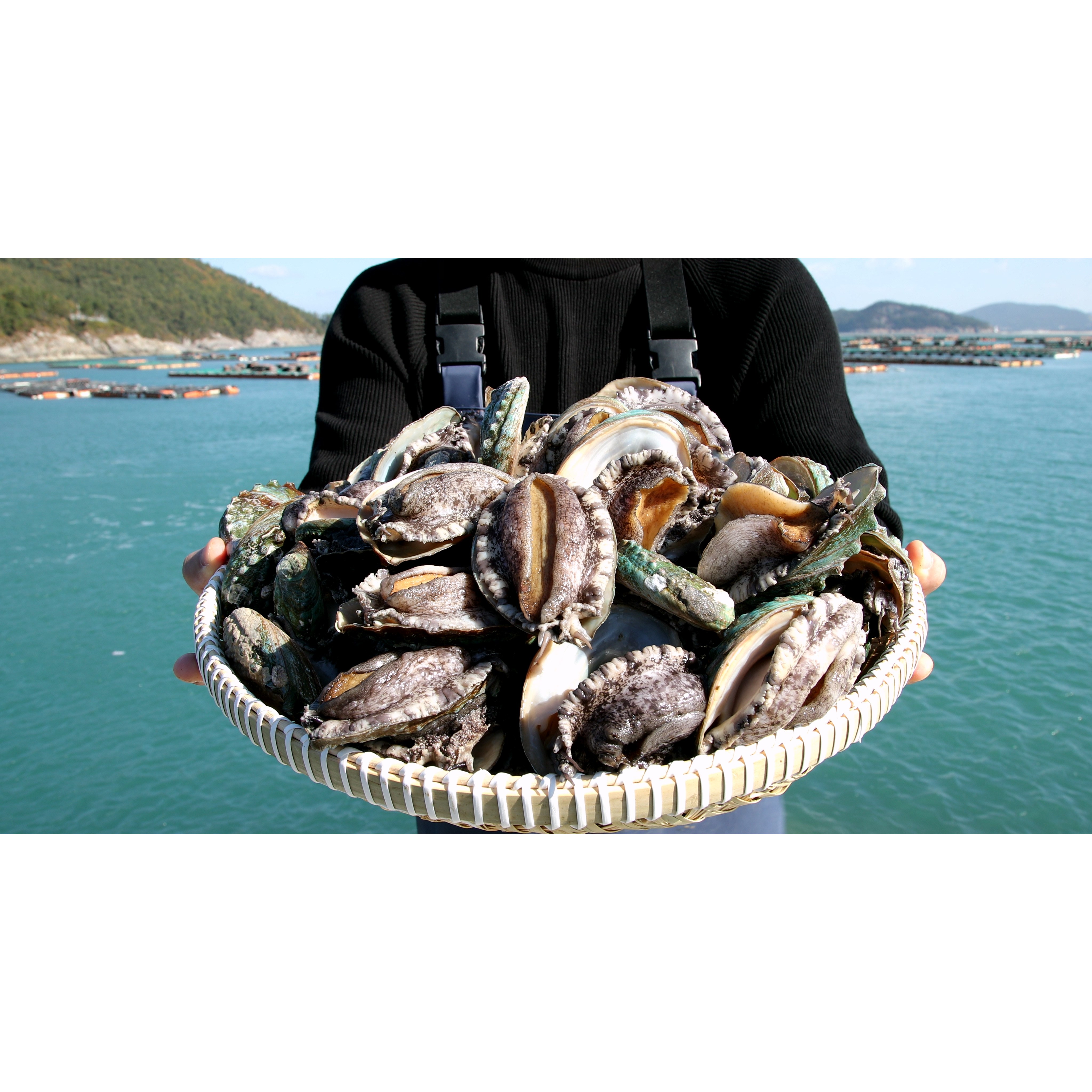 다복 청정바다를 담은 활전복, 1개, 500g(9~10마리) 13,000원