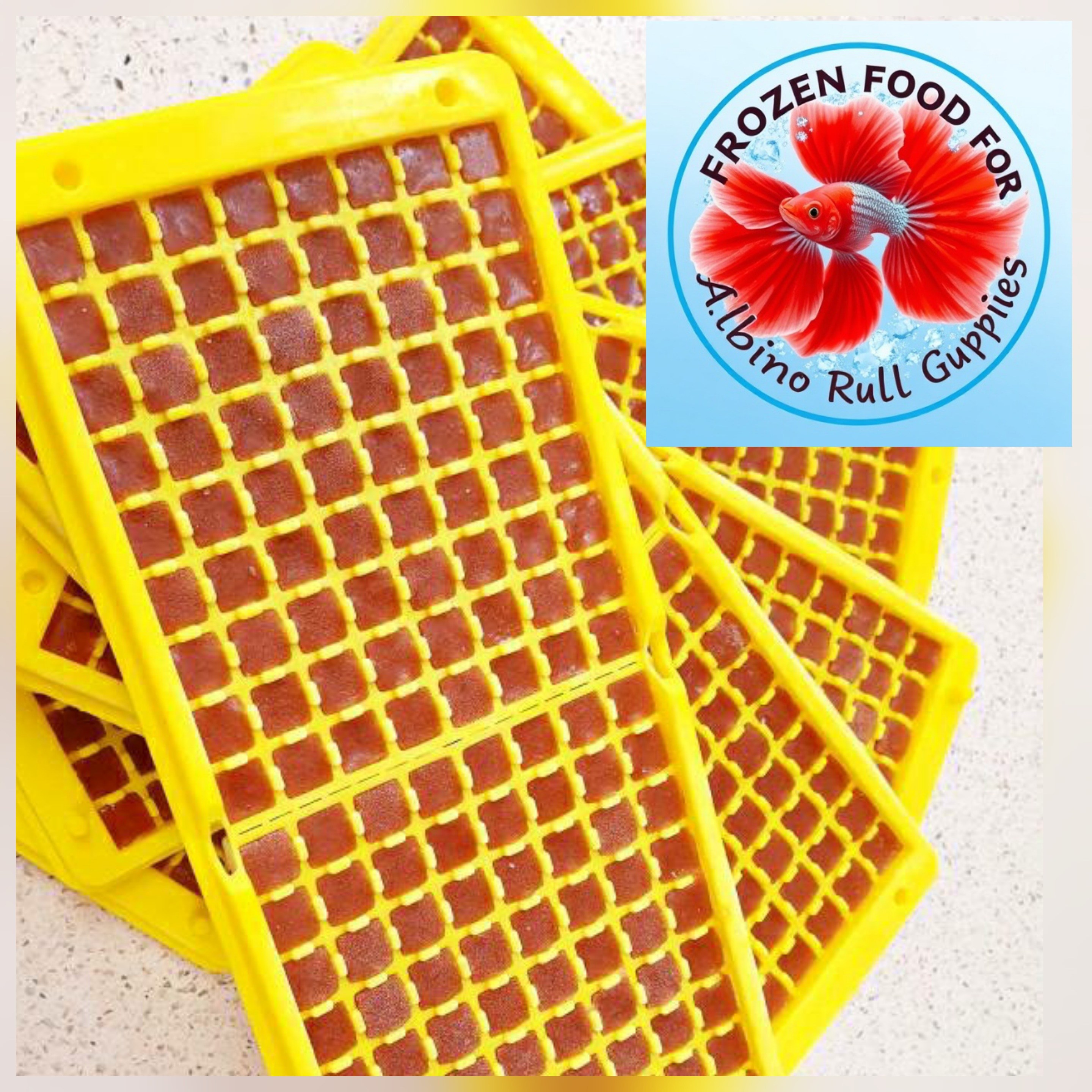 [가우스 추가증정 대박상품] 144각브라인쉬림프 (144각 1세트당 72각브라인 1세트 사은품 증정,아스타잔틴 냉브 열대어먹이) 18,700원