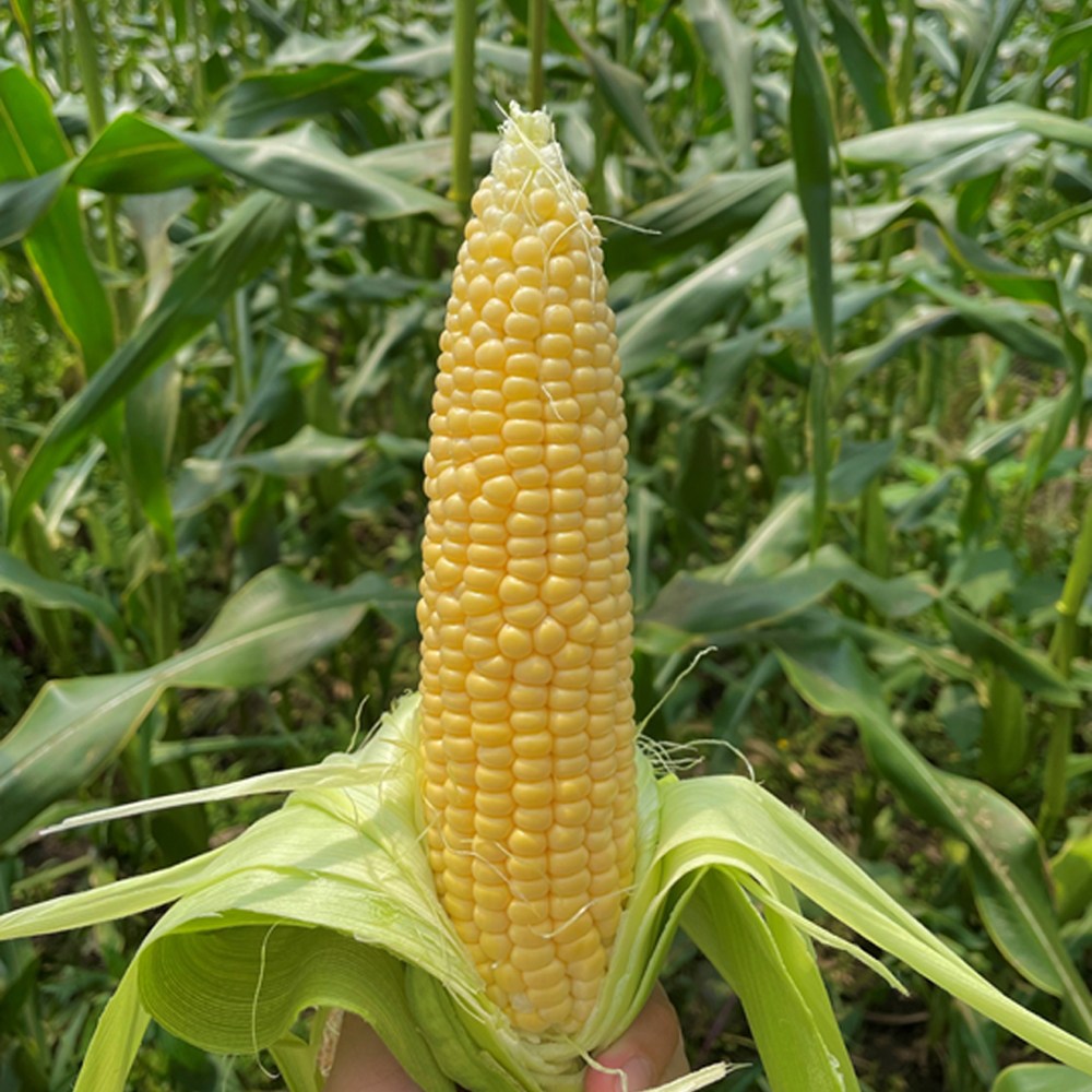 강원도 프리미엄 초당 옥수수(냉동) 78,000원