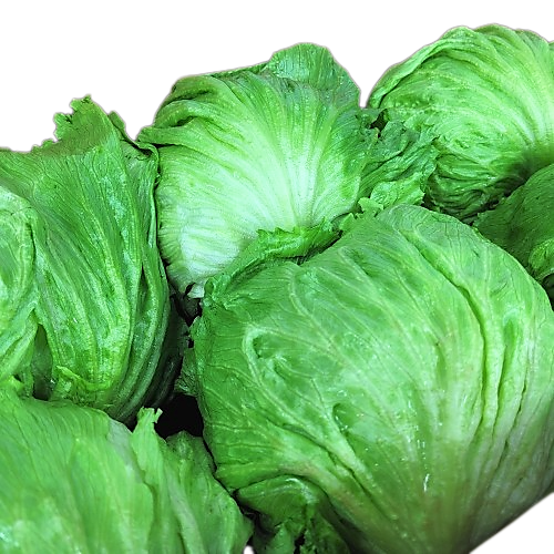 [산지직송] 꿀비마켓 국내산 양상추 6통 12통 벌크 식자재 21,000원