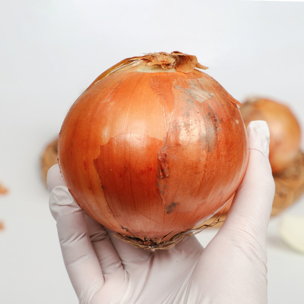 신선하랑 25년 수확 단단한 국내산 햇 양파 11,500원