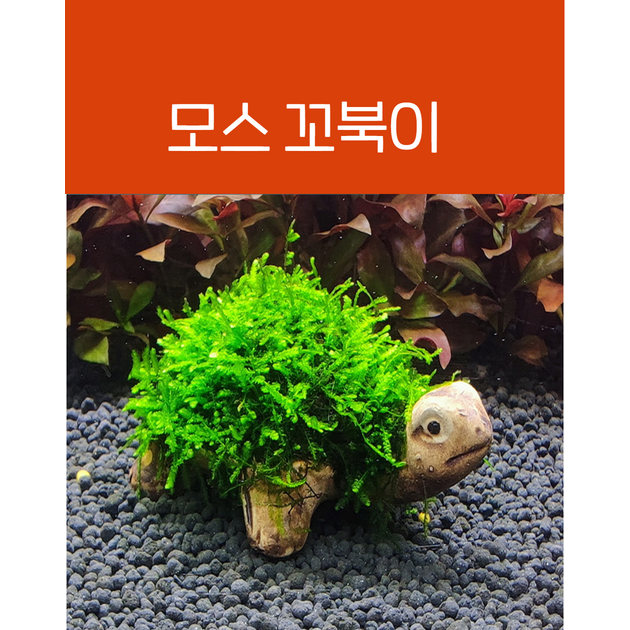 초보자도 키우기 쉬운 잘자란 모스 음성수초 모음 어항꾸미기 장식 12,800원