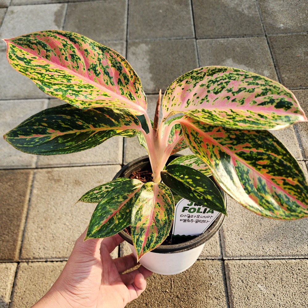 에덴플랜트 아글레오네마 옐로우콤팩타 (중품  지름 15Cm포트) 희귀식물 무늬 고급식물 19,800원