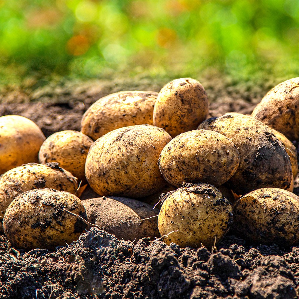 강원도 햇감자 두백감자 분감자, 1박스, 두백감자 (중) 10kg 31,500원