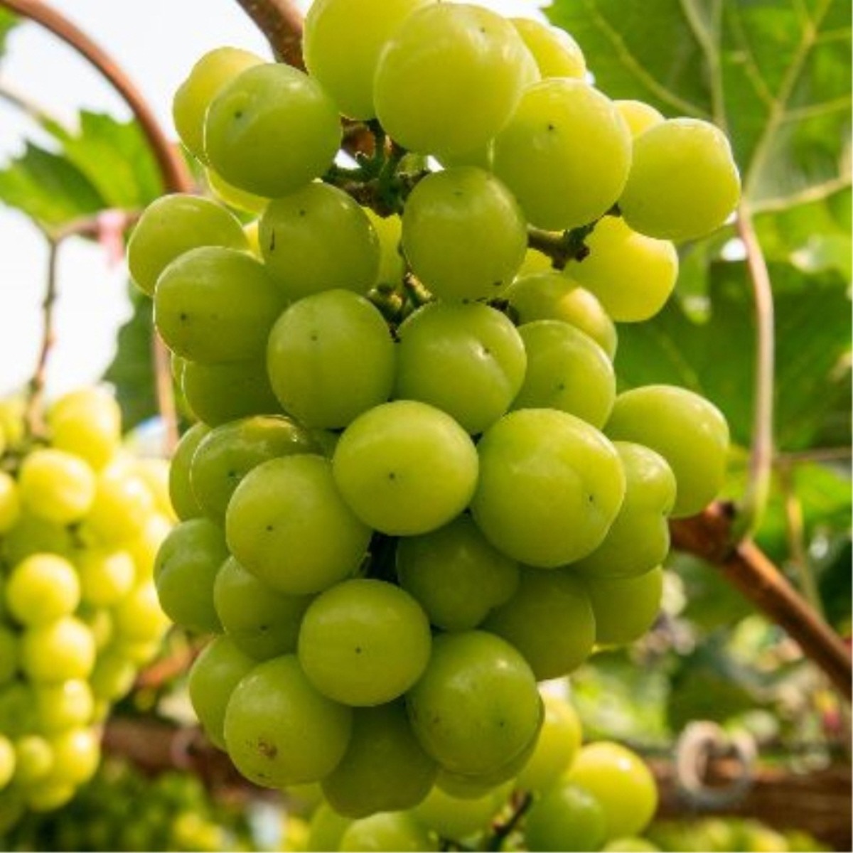 샤인머스켓 포도나무 묘목 결실주 5년 특묘 분묘 청포도나무 49,000원