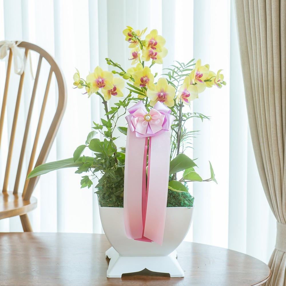 나눔플라워 전국 저가 서양란 취임 진급 승진 개업 승진란 개업란 진급란 축하 꽃배달서비스 당일꽃배달, 1개 84,000원