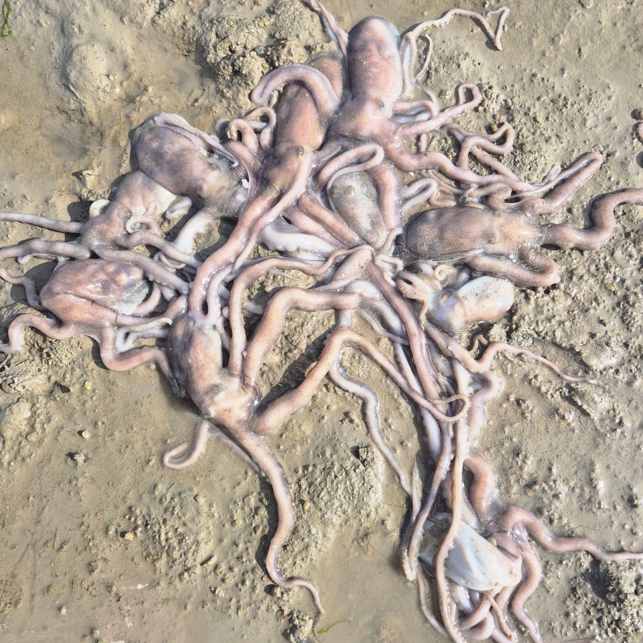 직접잡은 국내산 뻘낙지 살아서도착 무안 신안 목포 해남 산낙지 탕탕이 낙지볶음 연포탕, 5개, 200g이상(특대낙지) 110,000원