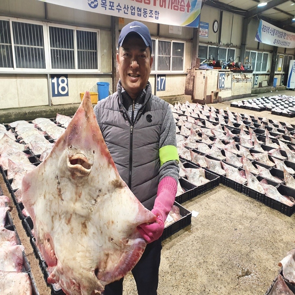 목포홍어 전문 흑산도 홍어 국산 홍어 250g 500g 1kg 홍어애 93,000원