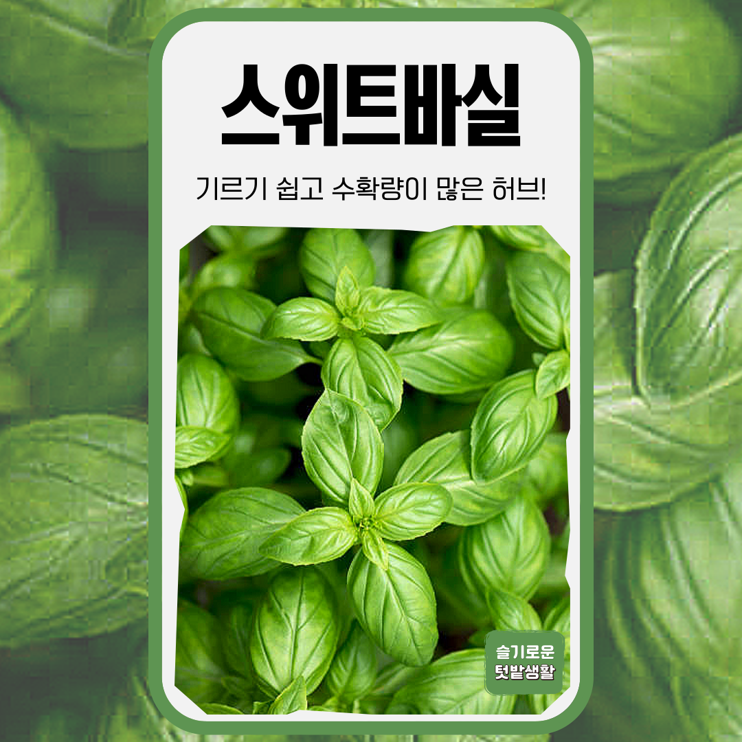 스위트 바질 씨앗 3g 아시아종묘 종자 모종 씨 허브 채소 바실 허브씨 4,000원