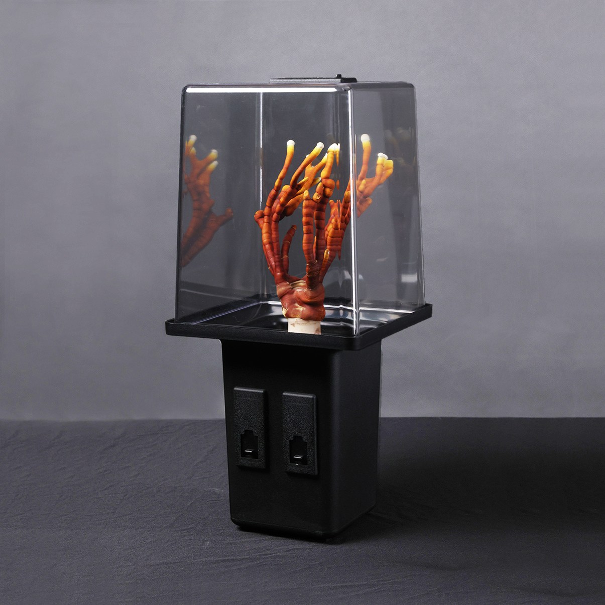 불로초 녹각 영지 베타글루칸 최고 함유 차 버섯 자동 재배기 종균 배지 키우기 재배 키트 1구 96,000원