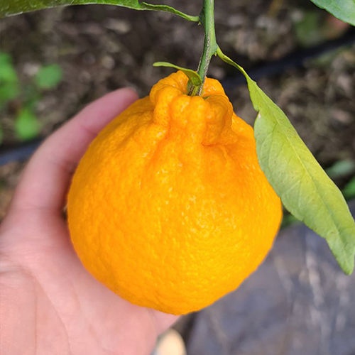 제주 한라봉 노지 하우스 고당도 2kg 3kg 5kg 10kg 산지직송 선물세트 13,000원