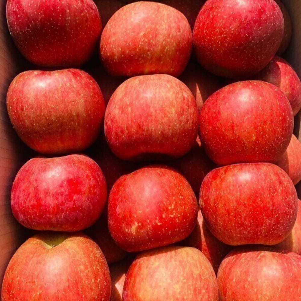 (특품 사과) 경북 얼음골 고당도 사과 선물용, 1개, 대과 5kg (정품) 60,500원