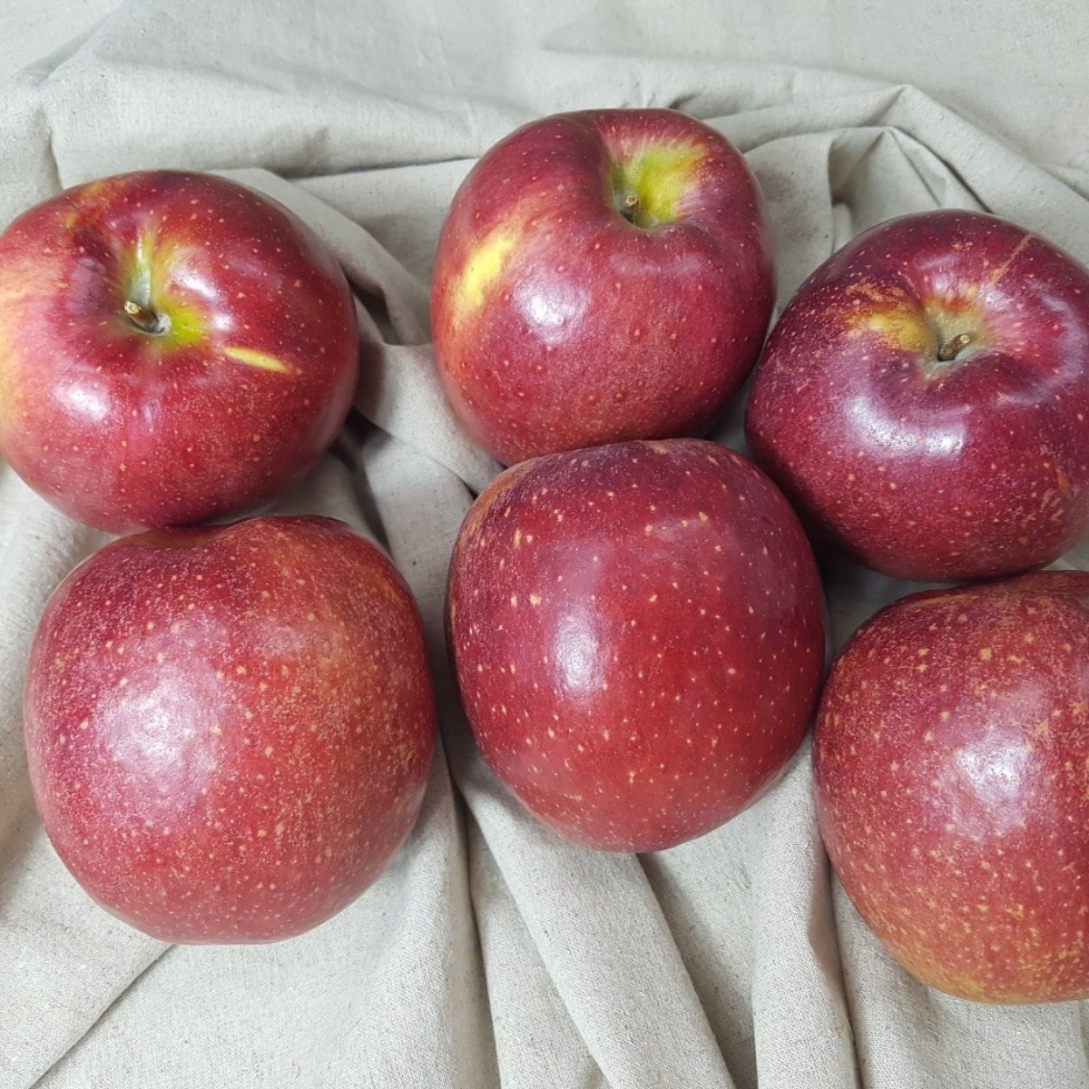 [다정한과일] 프리미엄 특품 대과 최고당도 감홍사과, 1박스, 10kg 특품 대과 157,100원