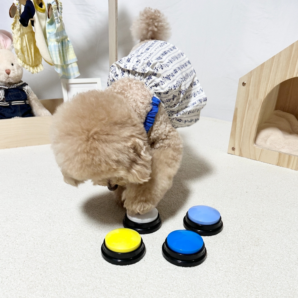 펫카 강아지 애견 말하기 훈련 녹음벨 장난감 4종, 블루그레이, 옐로우, 화이트, 블루, 1개 24,500원
