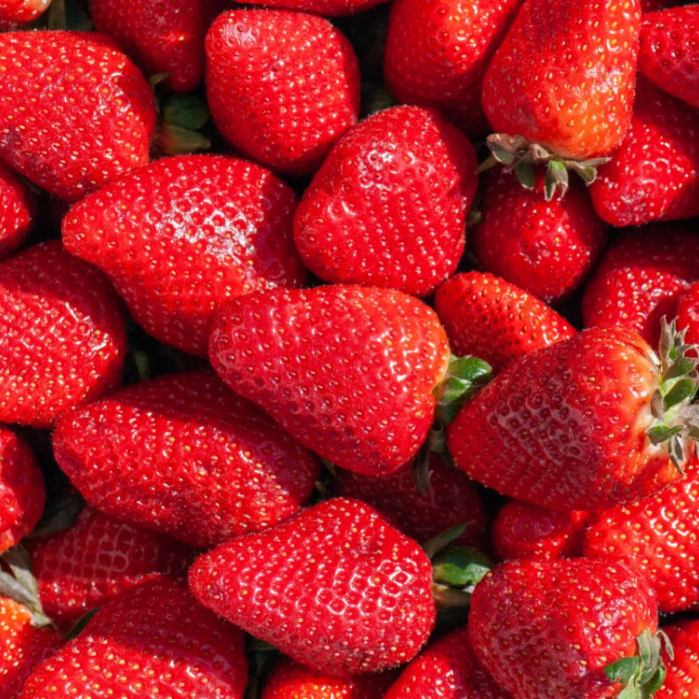 백화점납품 15brix 국내산 제철 금실딸기 48,900원