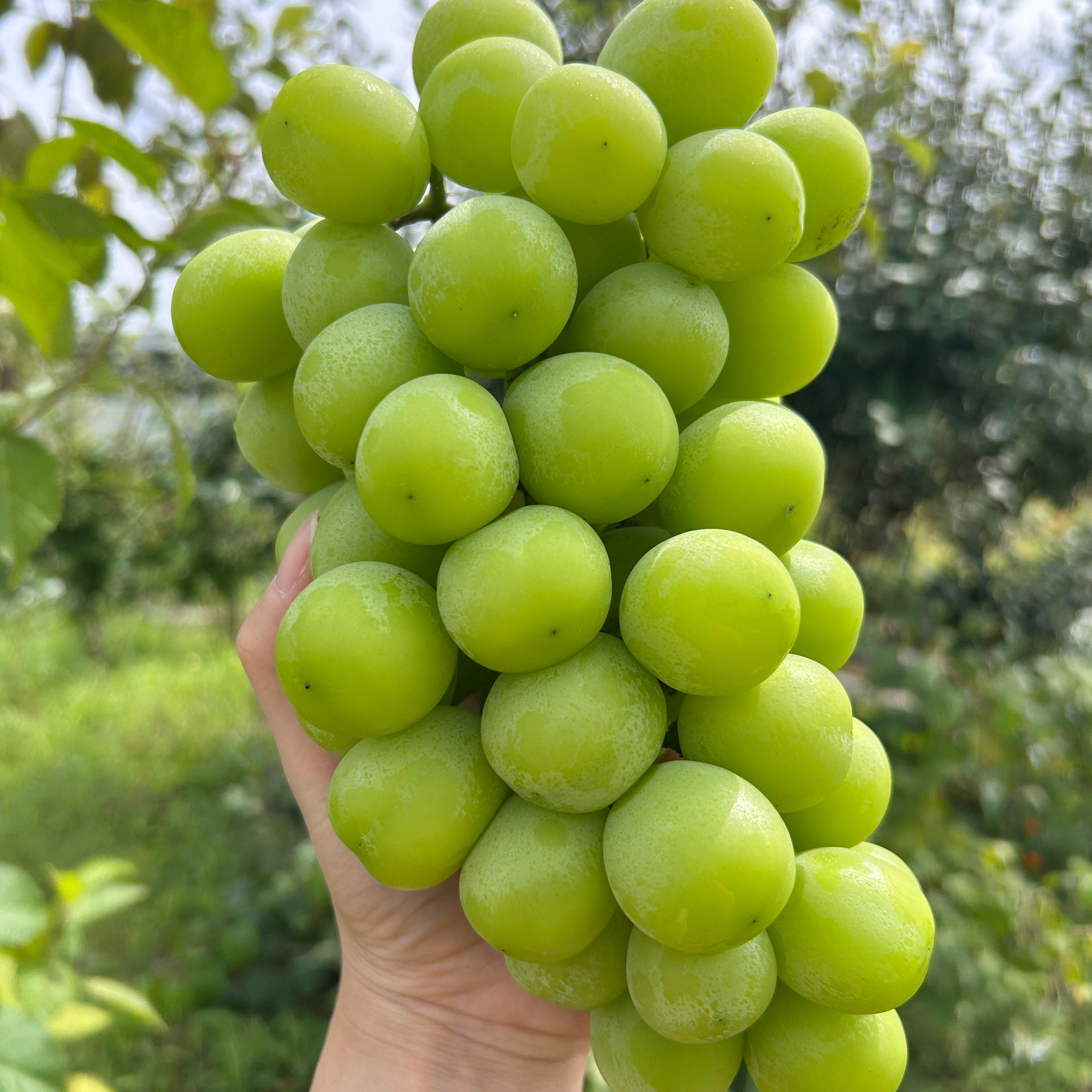 [새벽경매직송] 15브릭스이상 샤인머스켓 선물세트 30,780원