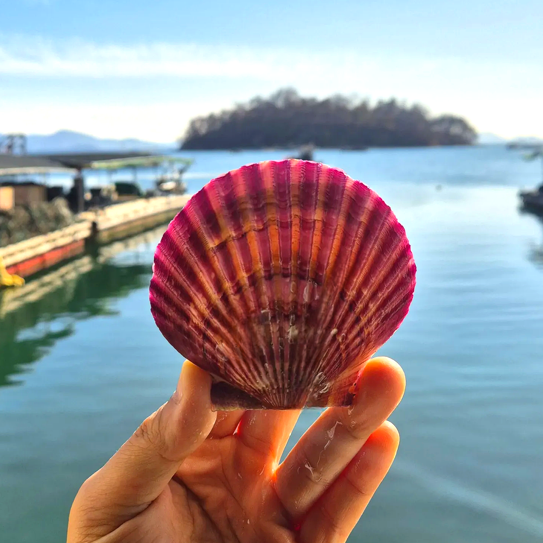 [해성수산] 당일조업 산지직송 고흥 프리미엄 세척 선별 비단 홍가리비, 2개, 1kg 18,900원
