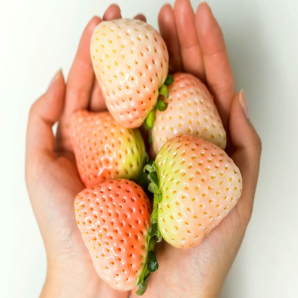 [농장직송] 초고당도 생과 신데렐라 촉촉한 만년설 하얀 흰 딸기 61,500원