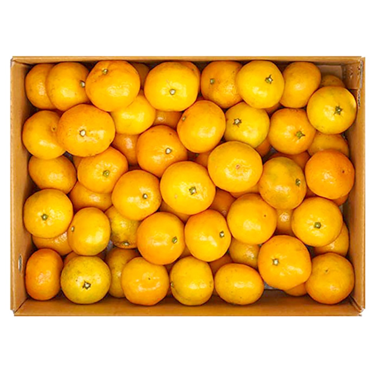 [맛이다르다] 싱귤생귤 위미농협 13brix 고당도 비가림 감귤, 1세트, 5kg 54,900원