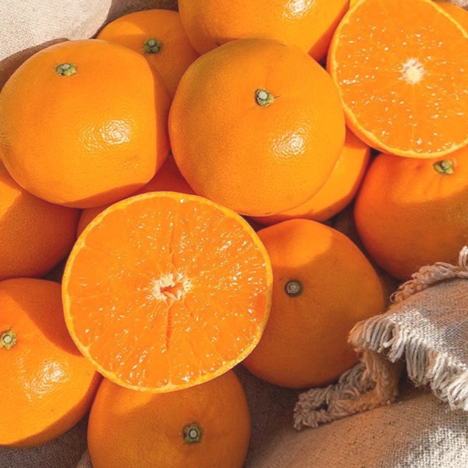 하루딱100박스 최대16브릭스 특품 고당도선별 천혜향 15,740원