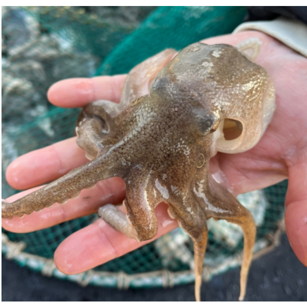 당일조업 국내산 생물 활쭈꾸미 44,700원